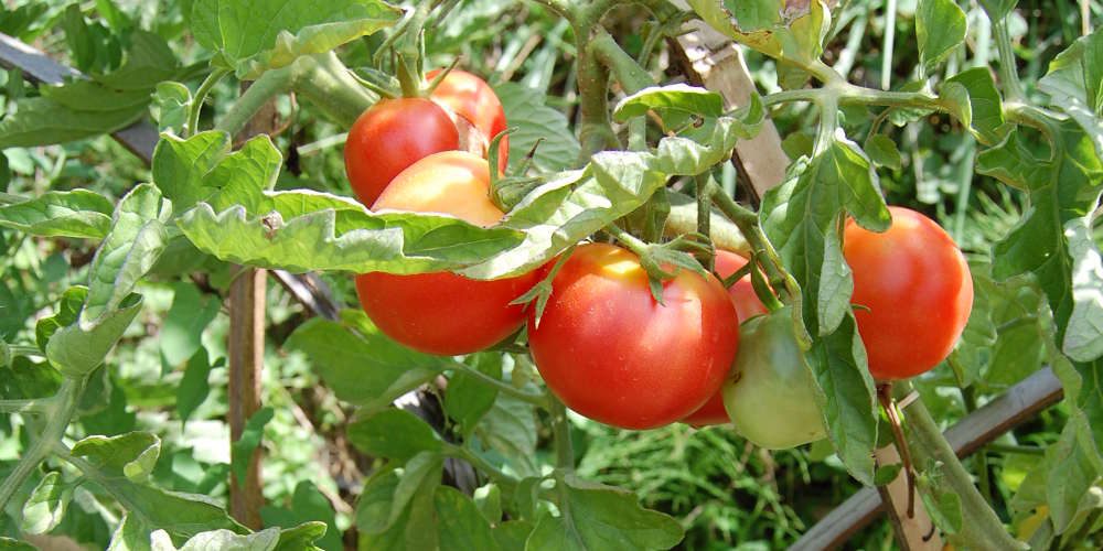 Comment traiter efficacement la nécrose apicale sur la tomate