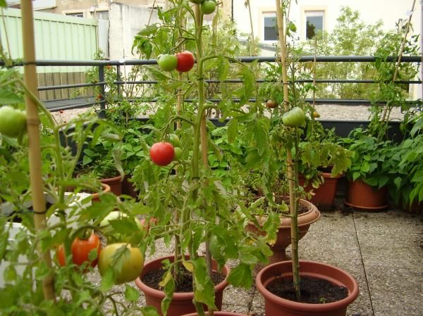 Cultiver des tomates sur votre balcon