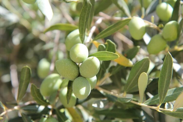Les méthodes pour éviter les maladies de l’olivier