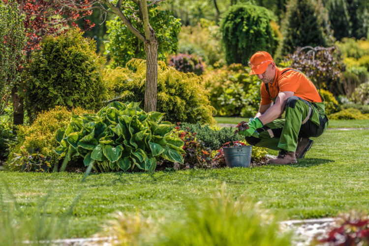 Quelle différence entre jardinier et paysagiste ?